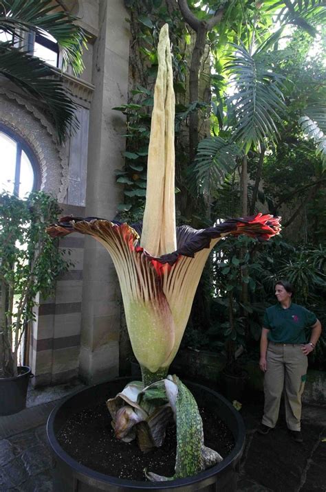 Zmijovec titánsky (Amorphophallus titanum) - najväčší kvet na svete