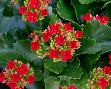 Kalanchoe blossfeldiana kvety
