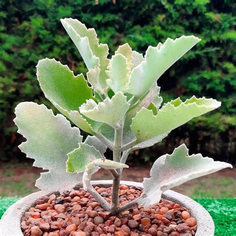 Kalanchoe beharensis listy