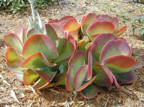 Kalanchoe thyrsiflora listy