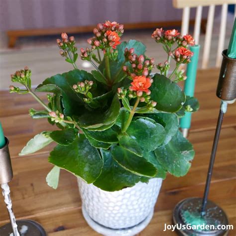 Kalanchoe na balkóne