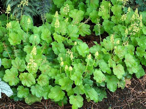 Heuchera 'Blondie in Lime'