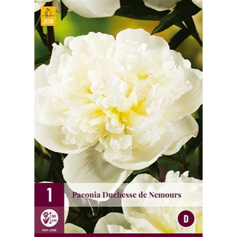 Pivonka Duchesse de Nemours