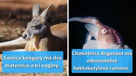 Rozmanitosť druhov tují