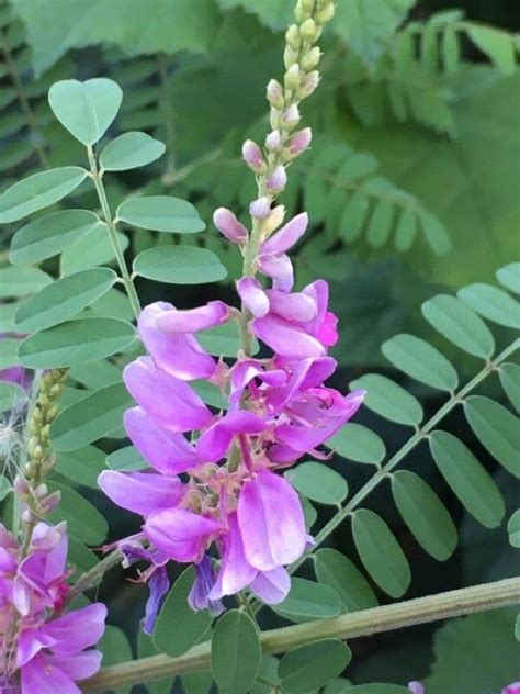 Ilustrácia rastliny Indigofera tinctoria s listami a kvetmi