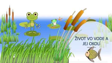 Pálky rastúce v plytkej vode jazierka