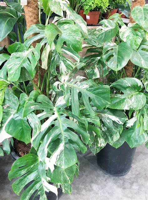 Rôzne druhy Monstera pripravené na predaj
