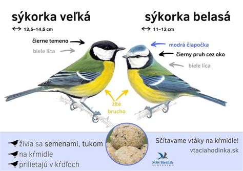 Rozmanitosť druhov sýkoriek