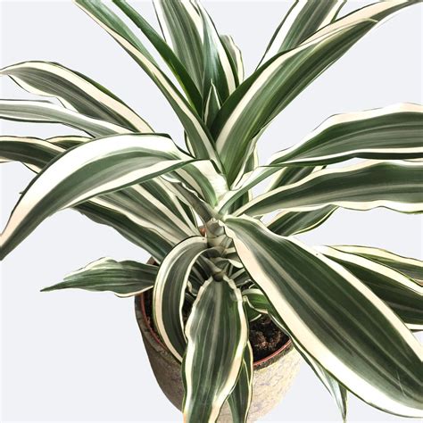 Mapa pôvodu rastlín rodu Dracaena