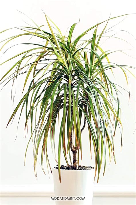 Dracaena Marginata s charakteristickými listami