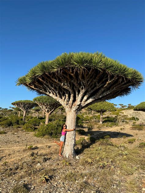 Strom dračej krvi (Dracaena cinnabari)