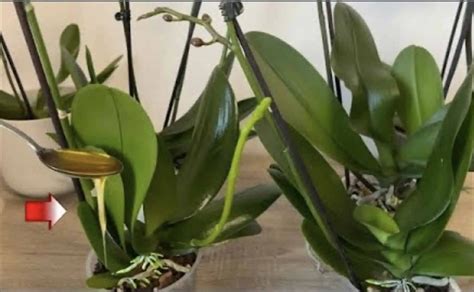 Príklady domácej výživy pre kvety