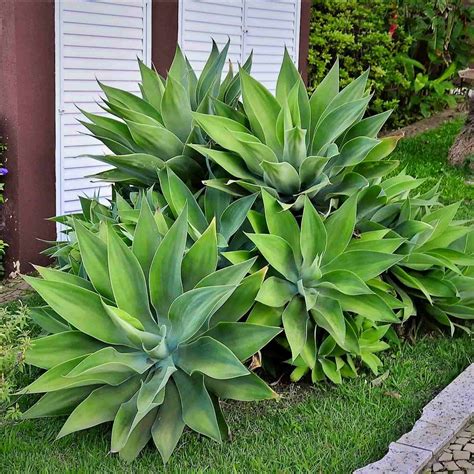 Ilustrácia Agave attenuata v prirodzenom prostredí