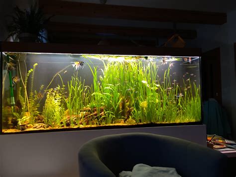 Akvárium s mečúňmi a rastlinami