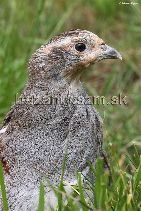 Gravidná samica mečúňa s viditeľnou škvrnou bremosti