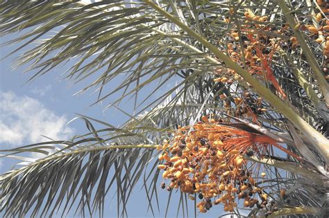 Ilustrácia optimálneho umiestnenia palmy arekovej voči svetlu