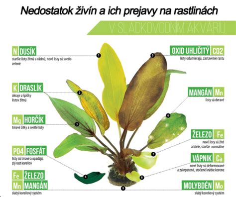 Príklady škodcov na listoch rastliny
