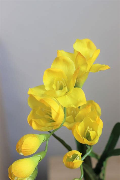 Frézia a Tigridia kvety
