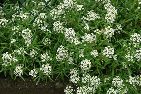 Detail kvetu Lobularia maritima