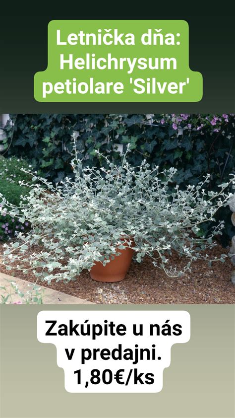 Lobularia v kombinácii s inými letničkami