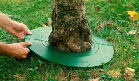 Mulčovanie okolo kmeňa stromu