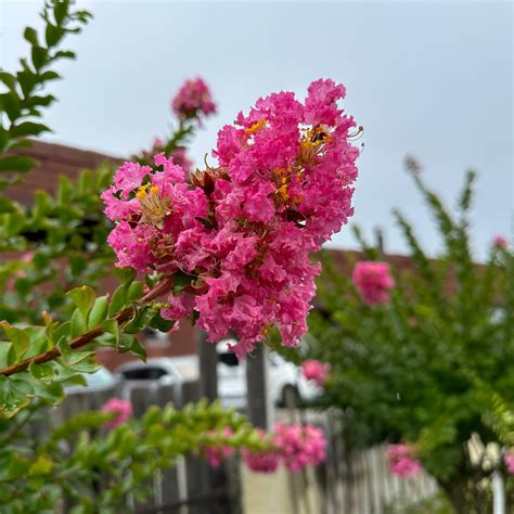 Myrta krepová v nádobe