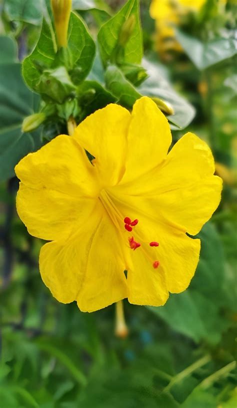 Detailný záber na proces vykrajovania kvetu s piestom