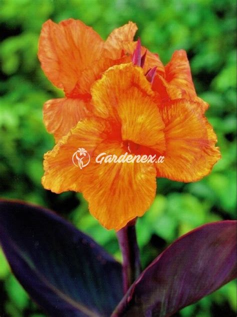 Kvitnúca Kana Wyoming v záhrade