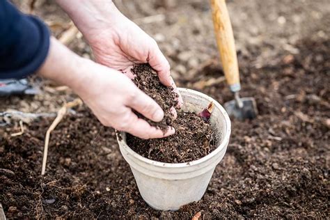 Výsadba hľuzy kany do kvetináča