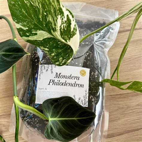 Rastliny vhodné pre transparentné kvetináče, ako napríklad Monstera a Philodendron