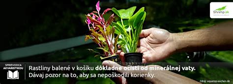 Sadenie rastlín do kvetináča