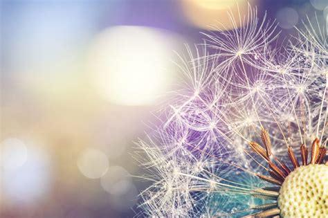 štruktúra rastliny púpavy