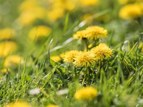 zber púpavy na lúke