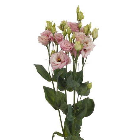 Eustoma - japonská ruža