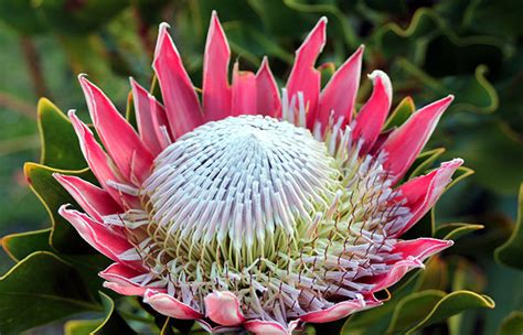 Africká ruža - Protea