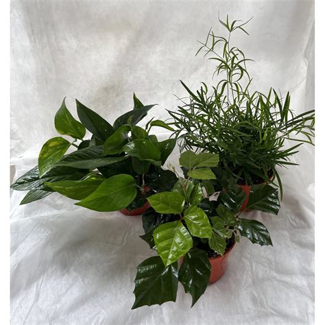 Rôzne izbové rastliny na pracovnom stole