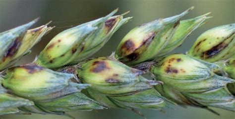 Najčastejšie choroby a škodcovia pšenice