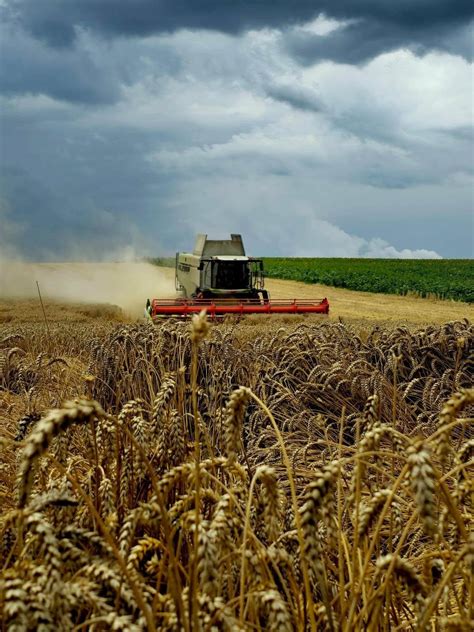 Zber pšenice kombajnom