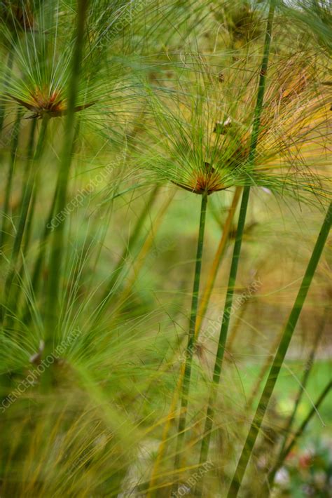 Rozmnožovanie Cyperus papyrus pomocou listových ružíc