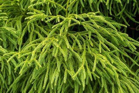 Rôzne kultivary Cryptomeria japonica