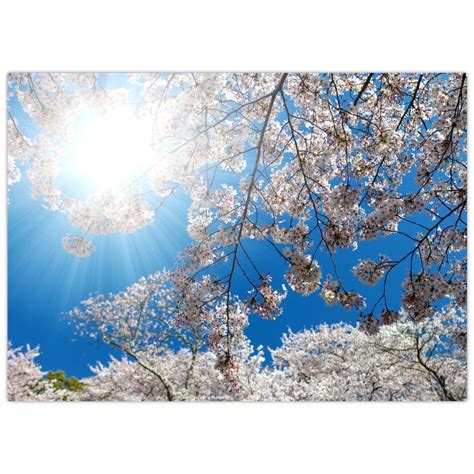 Čerešňové kvety na skle