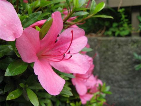 Azalka a rododendron