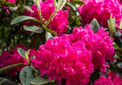Kvitnúce rododendrony