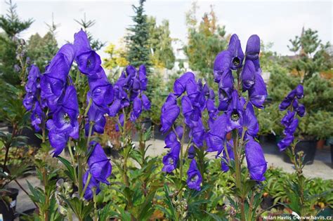 Oměj Carmichaelův (Aconitum carmichaelii ’Arendsii’)