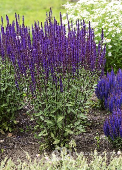 Šalvěj hajní (Salvia nemorosa)