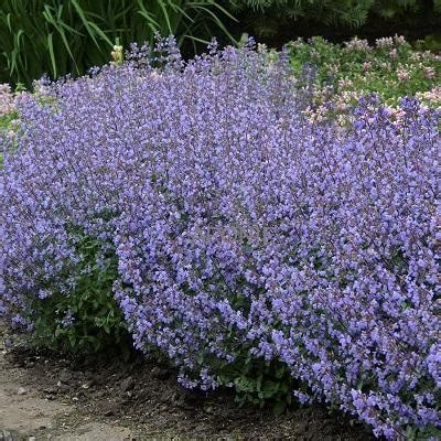 Šanta kočičí (Nepeta faassenii)
