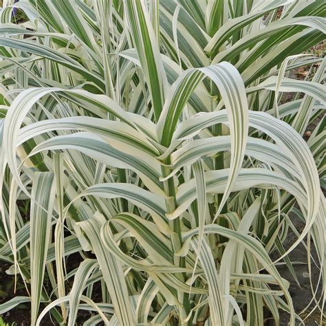 Arundo donax - vzhľad rastliny