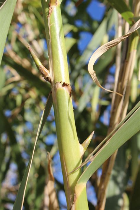 Detail listov Arundo donax
