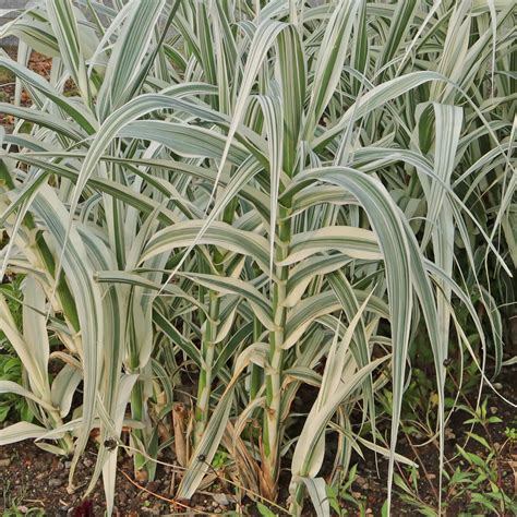 Arundo donax 'Versicolor' s pestrými listami
