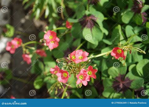 Detail kvetu Oxalis deppei